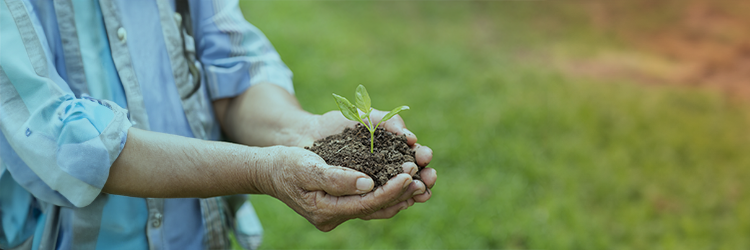 Solos e Nutrição de Plantas